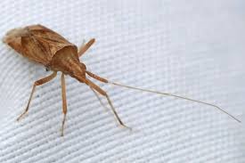 Attēlu rezultāti vaicājumam “Phytocoris varipes”