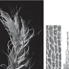 Attēlu rezultāti vaicājumam “Paraleucobryum longifolium sporophyte”
