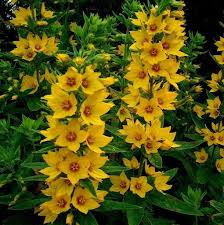 Attēlu rezultāti vaicājumam “Lysimachia punctata”