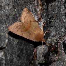 Attēlu rezultāti vaicājumam “Agrochola helvola imago”