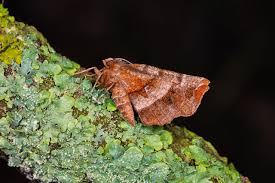 Attēlu rezultāti vaicājumam “Selenia dentaria larva”