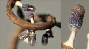 Attēlu rezultāti vaicājumam “Diachea leucopodia”