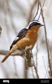 Image result for Phoenicurus moussieri