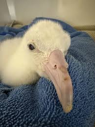 Image result for albatross dead chick