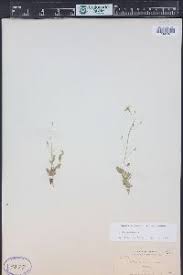 Attēlu rezultāti vaicājumam “Draba nemorosa fruit”