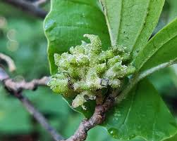 Attēlu rezultāti vaicājumam “Hamamelis japonica bud”