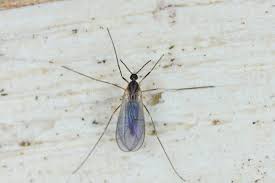 Attēlu rezultāti vaicājumam “Cecidomyiidae”