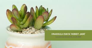 Image result for Crassula hobbit