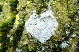 Attēlu rezultāti vaicājumam “Phlyctis agelaea”