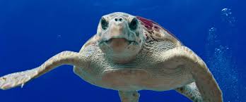 Image result for Caretta caretta