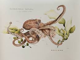 Image result for Enteroctopus dofleini