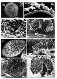Attēlu rezultāti vaicājumam “Physarum bryocorticola sessile”