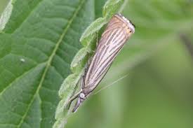 Attēlu rezultāti vaicājumam “Chrysoteuchia culmella”