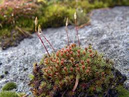 Attēlu rezultāti vaicājumam “Polytrichum piliferum”