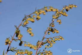 Image result for Artemisia annua