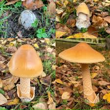 Attēlu rezultāti vaicājumam “Amanita crocea”