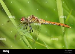 Attēlu rezultāti vaicājumam “Sympetrum sanguineum female”
