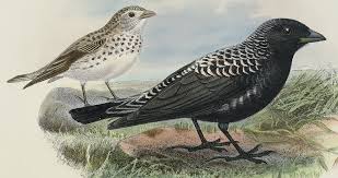 Image result for Melanocorypha yeltoniensis