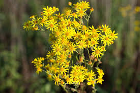 Attēlu rezultāti vaicājumam “Jacobaea vulgaris flower”