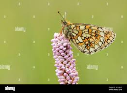 Attēlu rezultāti vaicājumam “Boloria eunomia upperside”