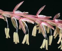 Attēlu rezultāti vaicājumam “Zea mays female flower”