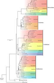Attēlu rezultāti vaicājumam “Harmandia”