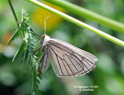 Attēlu rezultāti vaicājumam “Siona lineata”