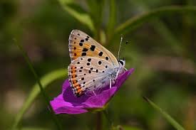 Attēlu rezultāti vaicājumam “Lycaena alciphron”