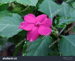 Attēlu rezultāti vaicājumam “Impatiens parviflora flower”