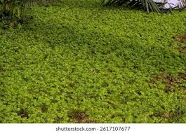 Attēlu rezultāti vaicājumam “Sphagnum cuspidatum”