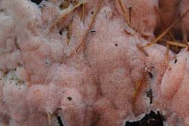 Attēlu rezultāti vaicājumam “Rhodonia placenta”