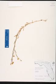 Attēlu rezultāti vaicājumam “Linum usitatissimum leaf”