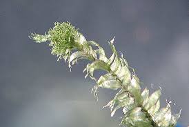 Attēlu rezultāti vaicājumam “Pseudotaxiphyllum elegans macro”