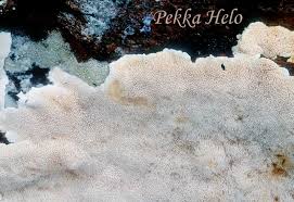 Attēlu rezultāti vaicājumam “Antrodiella faginea”