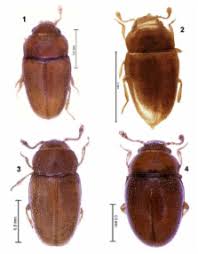 Attēlu rezultāti vaicājumam “Endomychidae”