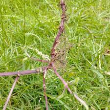 Attēlu rezultāti vaicājumam “Stachys sylvatica bud”