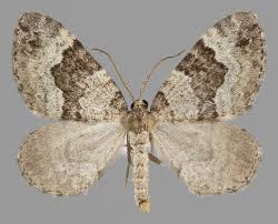 Attēlu rezultāti vaicājumam “Colostygia pectinataria male”