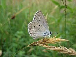 Attēlu rezultāti vaicājumam “Maculinea teleius”