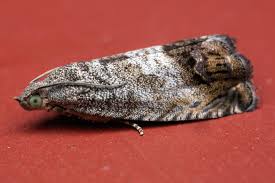 Attēlu rezultāti vaicājumam “Cydia splendana”