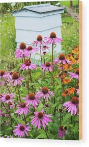 Image result for Echinacea Lustre hybrids