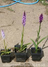 Attēlu rezultāti vaicājumam “Dactylorhiza”