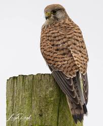 Attēlu rezultāti vaicājumam “Falco tinnunculus adult”