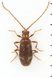 Attēlu rezultāti vaicājumam “Ptinus sp. male”