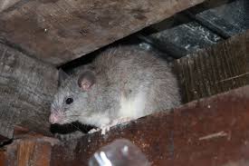 Attēlu rezultāti vaicājumam “Cricetidae”