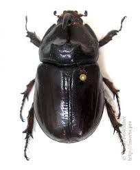 Attēlu rezultāti vaicājumam “Oryctes nasicornis male”