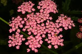 Image result for Pimpinella major
