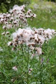 Attēlu rezultāti vaicājumam “Cirsium arvense flower”