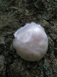 Attēlu rezultāti vaicājumam “Reticularia lycoperdon”