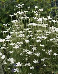 Image result for Agrostemma githago