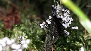 Attēlu rezultāti vaicājumam “Didymium melanospermum macro”